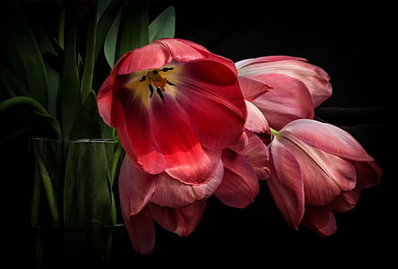 red petaled flower photography thumbnail