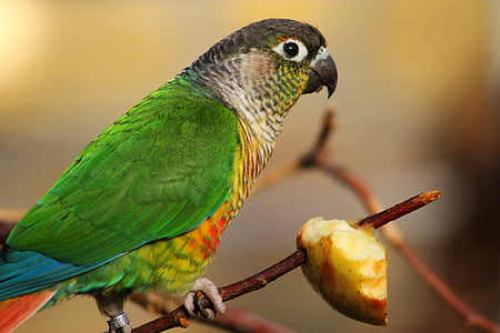 green bird perching on brown tree branch thumbnail