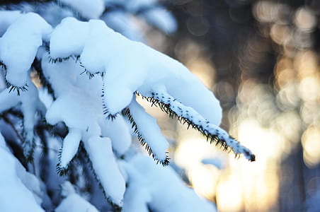 tree covered by snow closed up photography thumbnail