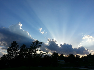 silhouette photo of trees thumbnail