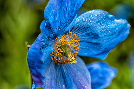 selective focus photography of blue anemone flower thumbnail