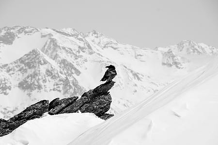 bird on rock in snow mountain thumbnail