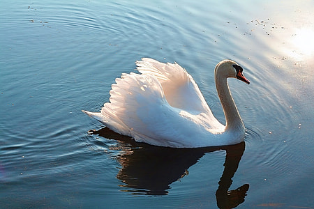 white swan on river thumbnail