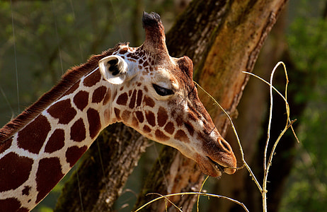 Giraffe in front of tree during daytime thumbnail