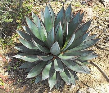 green plant outdoor during daytime thumbnail