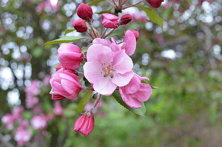 pink petaled flower thumbnail