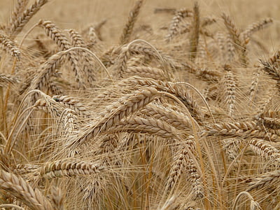 brown wheat farm thumbnail