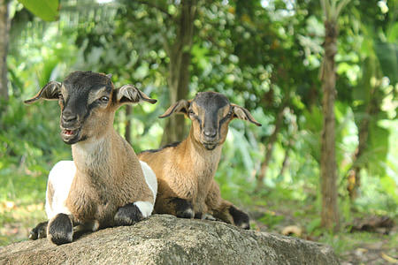 two brown-and-gray goat on gray rock thumbnail