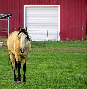 brown horse standing on grass thumbnail