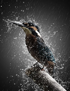 black and brown bird taking bath on rain digital art thumbnail