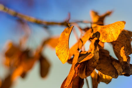 leaves, autumn, branch, closeup thumbnail