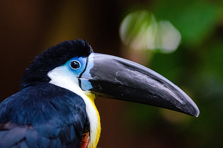 Channel Billed Toucan - Ramphastos vitellinus thumbnail