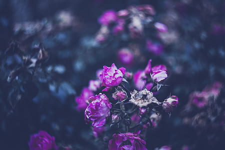 nature, flowers, petals, blur thumbnail