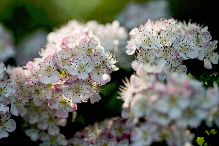 white and pink petaled flowers thumbnail