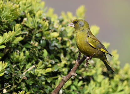 green and yellow bird perched on tree twig thumbnail