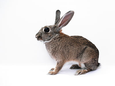 brown rabbit thumbnail