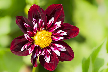 selective focus of maroon flower thumbnail
