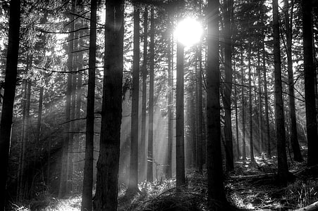 grayscale photography of sun rays through trees thumbnail