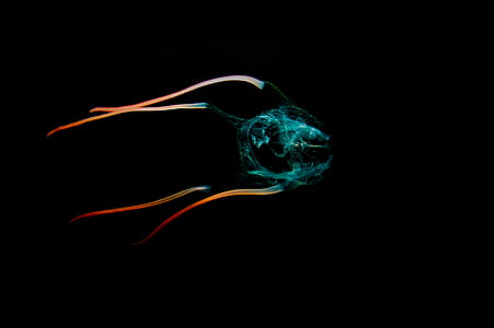 green and orange jellyfish digital wallpaper thumbnail