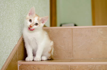 white cat on brown concrete ladder thumbnail