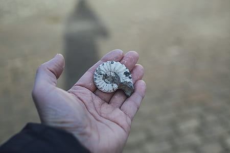 person holding white ammonite thumbnail
