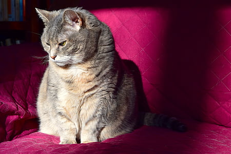 short-furred gray cat sitting on pink sofa thumbnail
