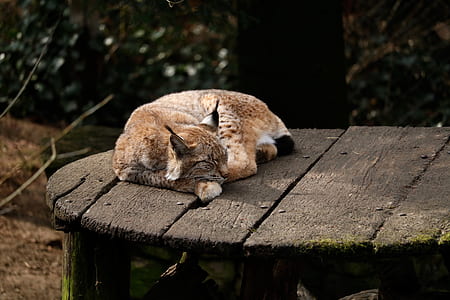 sleeping brown cat on brown wooden surface thumbnail