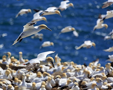 Cape St. Mary s, Ecological Reserve in Newfoundland and Labrador, Canada. thumbnail