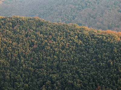 green tree on mountain thumbnail