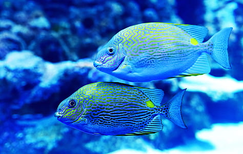shallow focus photo of two fishes swimming underwater thumbnail