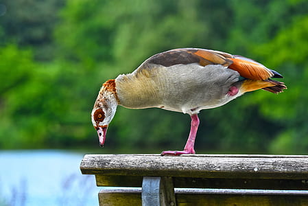 gray and brown duck thumbnail