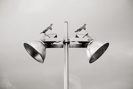 Two Pigeon Perched on White Track Light thumbnail