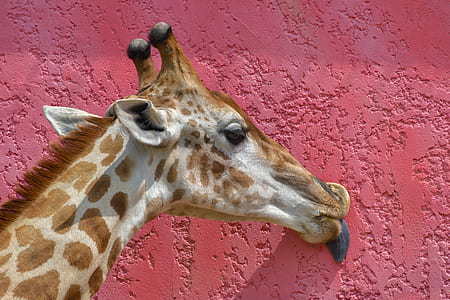 Giraffe licking wall thumbnail
