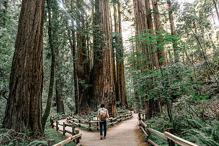 man standing between forest thumbnail
