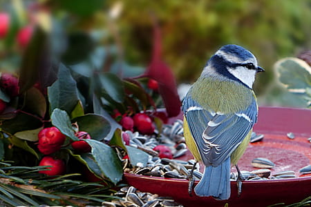 Eurasian blue tit thumbnail