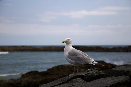 white and grey bird on black rock thumbnail