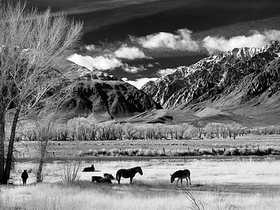 grey scale photo of animals near mountains and trees thumbnail