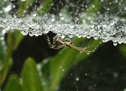 brown spider and water droplets close-up photography thumbnail