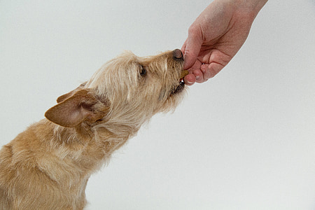 wire haired brown dog with white background thumbnail