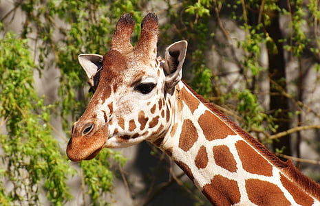 shallow photography of giraffe during daytime thumbnail
