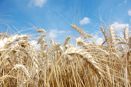 low-angle photography of grain thumbnail