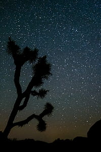 silhouette of trees during starry night thumbnail