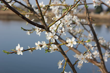 branches, cherry blossom thumbnail
