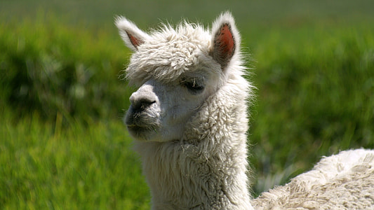 selective focus photography of white llama thumbnail