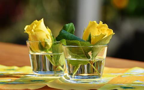 two yellow roses on cup with water thumbnail