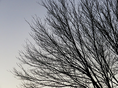 silhouette of bare tree under cloudy sky thumbnail