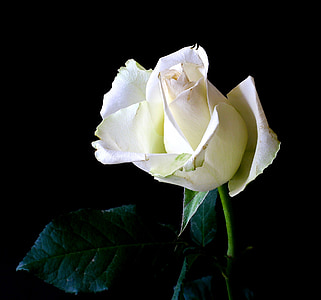 white rose in macro shot photography thumbnail