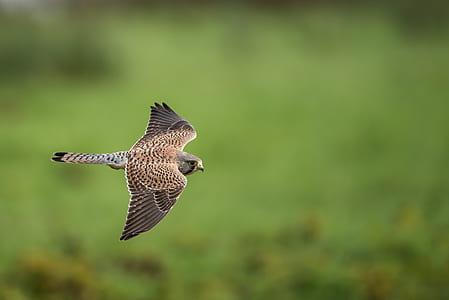 selective focus photography of flying brown bird thumbnail