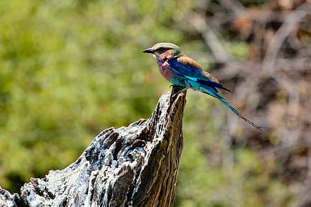 brown and blue bird perching on the brown tree branch thumbnail
