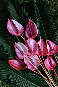 Colorful Exotic Flowers and Greenery thumbnail